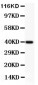 Anti-IKK Alpha Picoband Antibody
